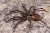 La Lycose tarentuline ou Tarentule radie ou Fausse tarentule ou encore Hogna raye. Une femelle (Araneae - Lycosidae - Hogna radiata)